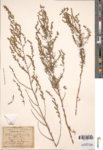 spécimen de Artemisia glutinosa