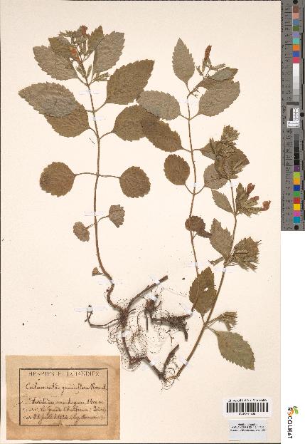 spécimen de Calamintha grandiflora