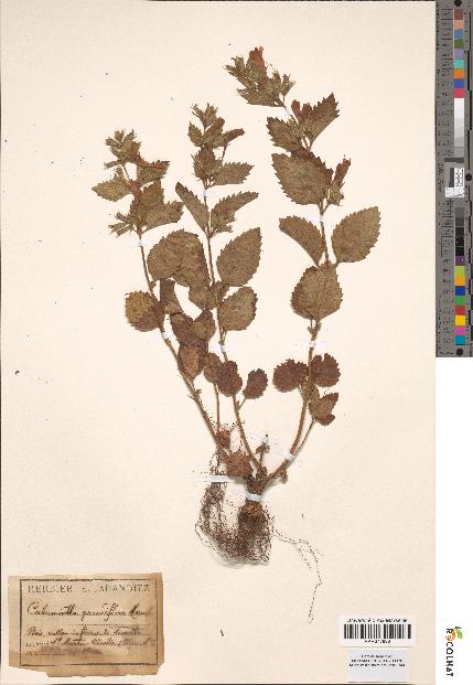 spécimen de Calamintha grandiflora