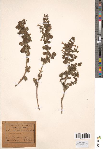 spécimen de Calamintha heterotricha