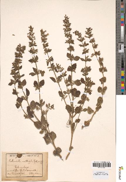 spécimen de Calamintha menthaefolia