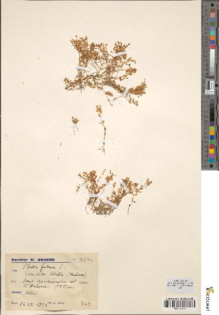 spécimen de Montia fontana