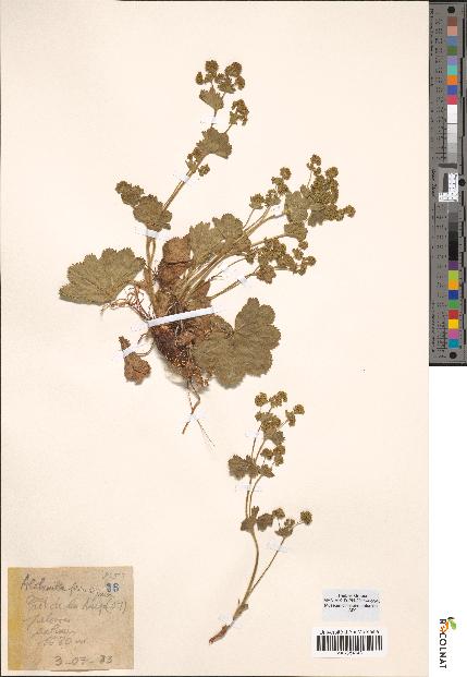 spécimen de Alchemilla filicaulis