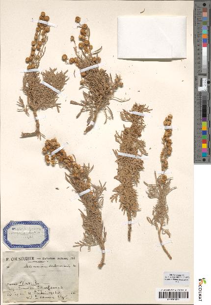 spécimen de Artemisia arborescens