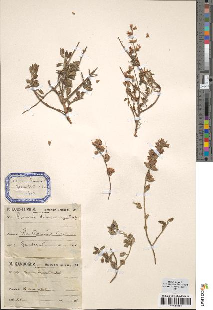 spécimen de Teucrium divaricatum