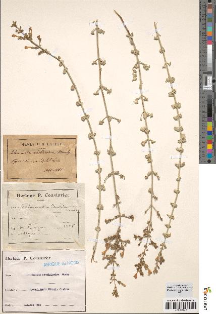 spécimen de Calamintha candidissima