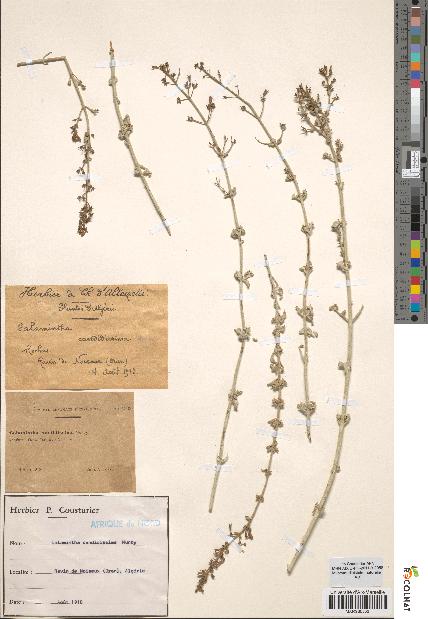 spécimen de Calamintha candidissima