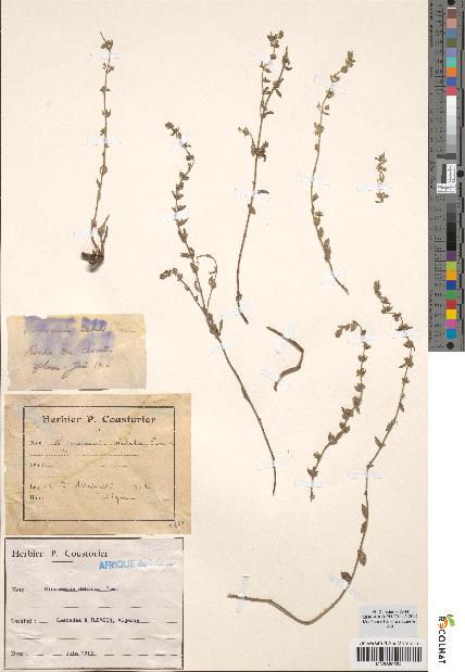 spécimen de Micromeria debilis