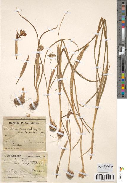 spécimen de Iris sisyrinchium