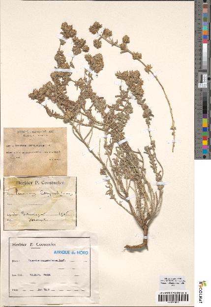 spécimen de Teucrium corymbiferum