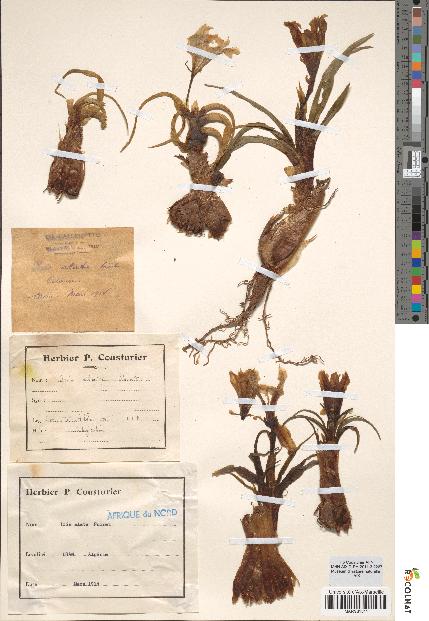 spécimen de Iris alata