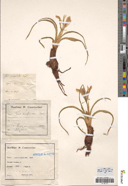 spécimen de Iris scorpioides