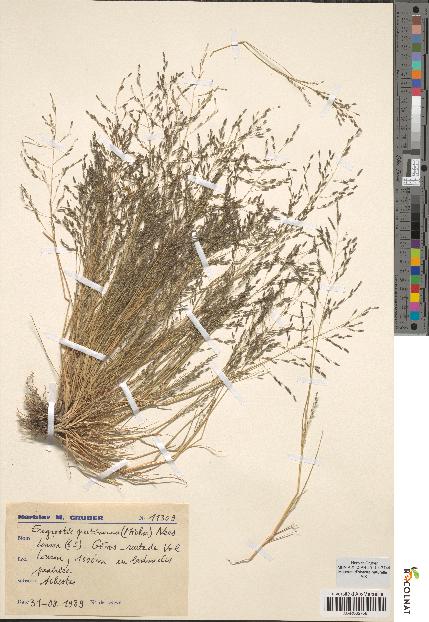 spécimen de Eragrostis pectinacea