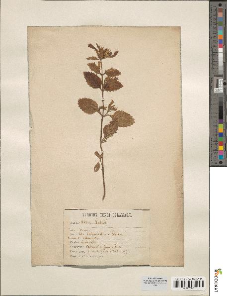 spécimen de Calamintha grandiflora