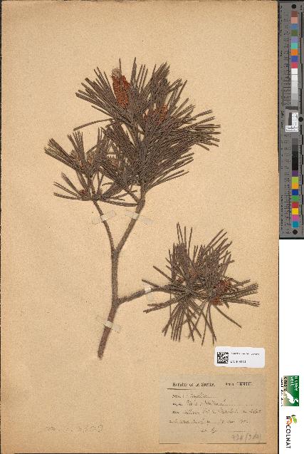 spécimen de Pinus sylvestris