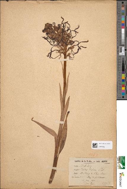 spécimen de Aceras hircinum