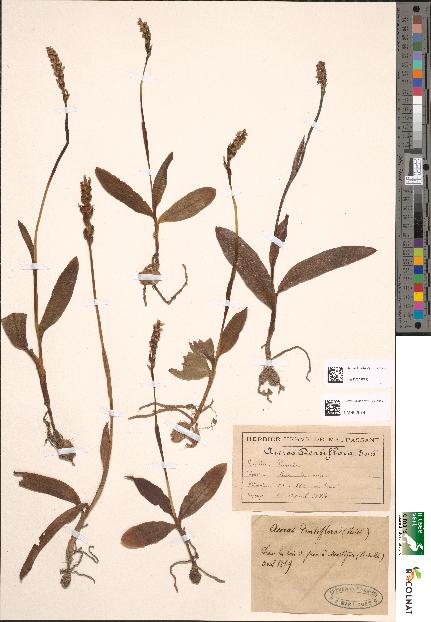 spécimen de Aceras densiflorum