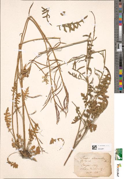 spécimen de Sinapis cheiranthos