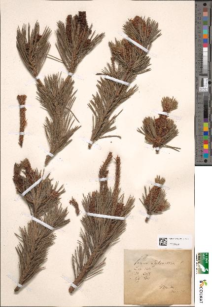 spécimen de Pinus sylvestris