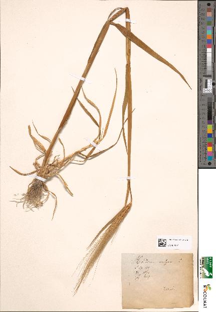 spécimen de Hordeum vulgare