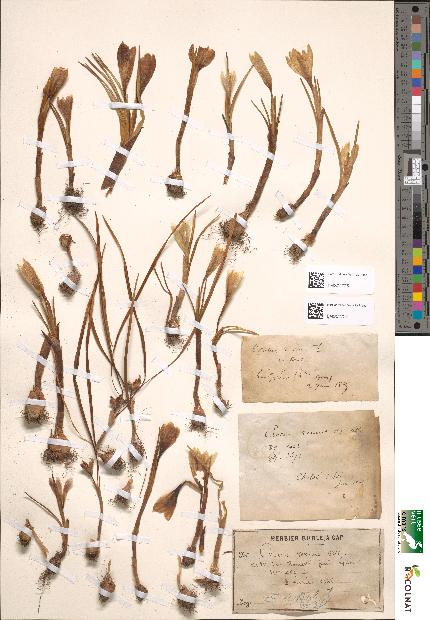 spécimen de Crocus vernus