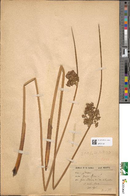 spécimen de Juncus effusus