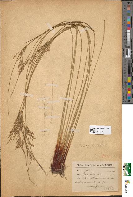 spécimen de Juncus glaucus