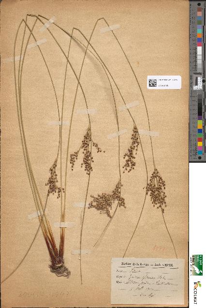 spécimen de Juncus glaucus