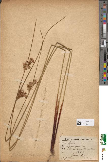 spécimen de Juncus glaucus