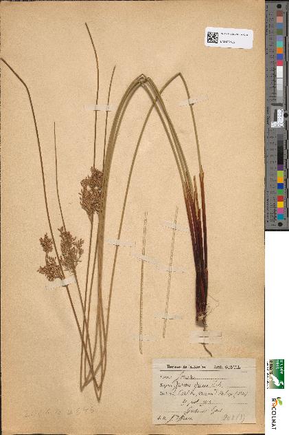 spécimen de Juncus glaucus