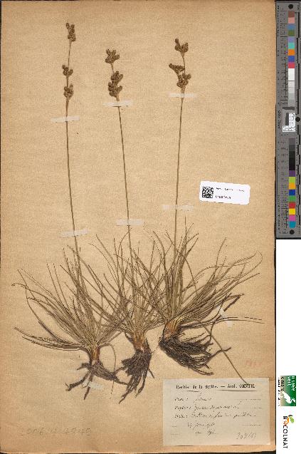 spécimen de Juncus squarrosus