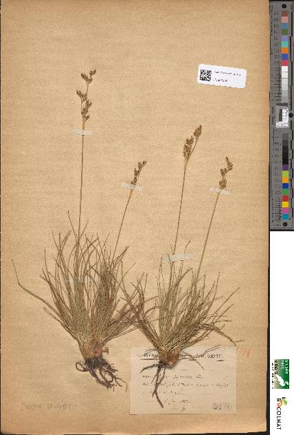 spécimen de Juncus squarrosus