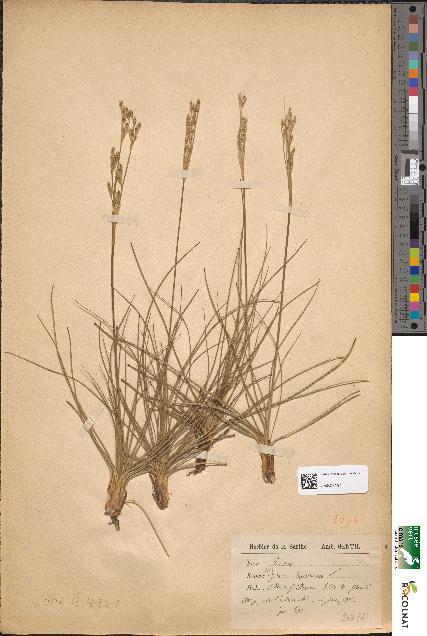 spécimen de Juncus squarrosus