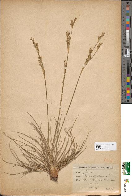spécimen de Juncus squarrosus