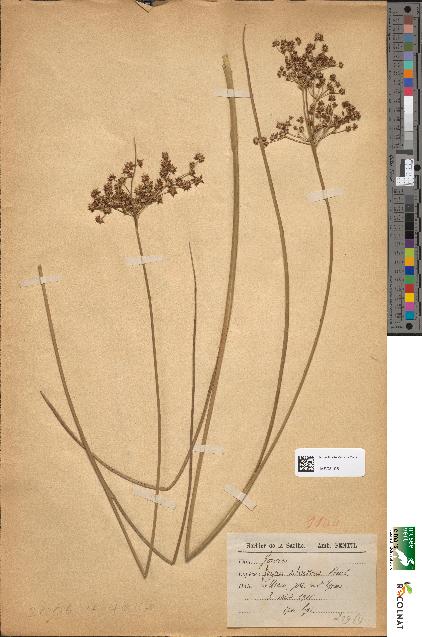 spécimen de Juncus sylvaticus