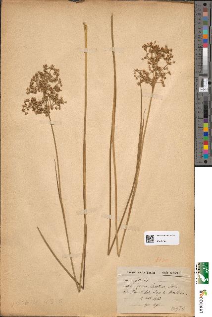 spécimen de Juncus sylvaticus