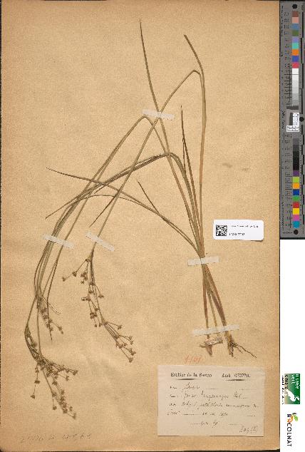 spécimen de Juncus lampocarpus