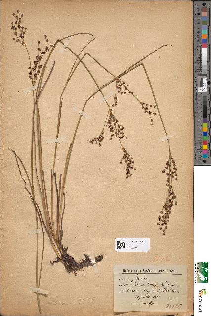 spécimen de Juncus anceps