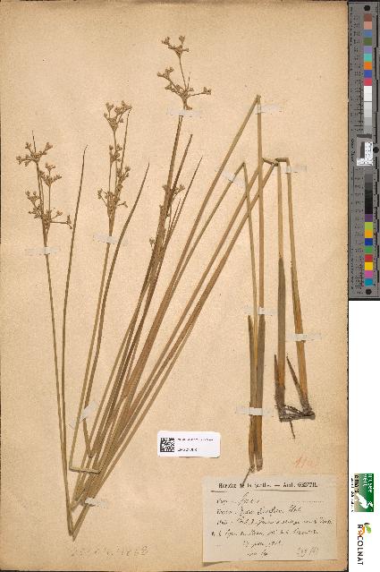 spécimen de Juncus obtusiflorus