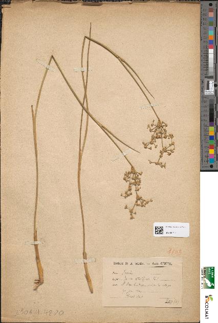 spécimen de Juncus obtusiflorus