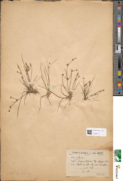 spécimen de Juncus uliginosus