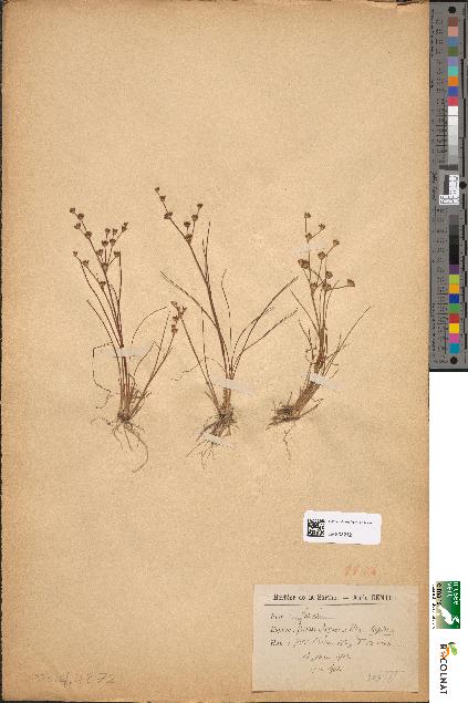 spécimen de Juncus uliginosus