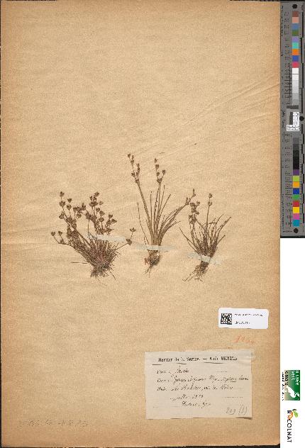 spécimen de Juncus uliginosus