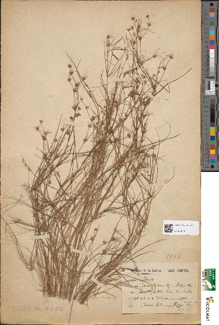 spécimen de Juncus uliginosus