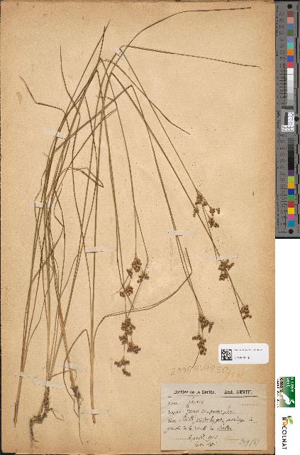 spécimen de Juncus compressus