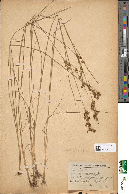 spécimen de Juncus compressus