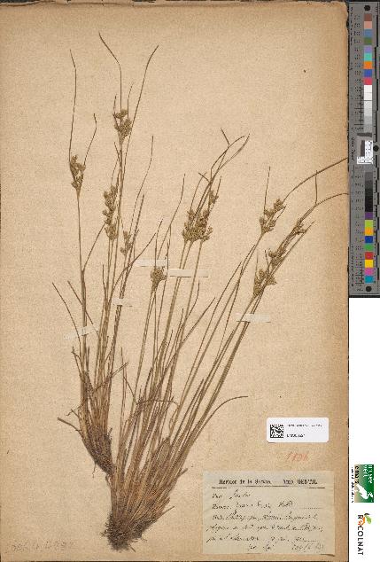 spécimen de Juncus tenuis