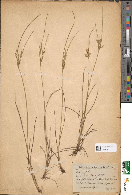 spécimen de Juncus tenuis