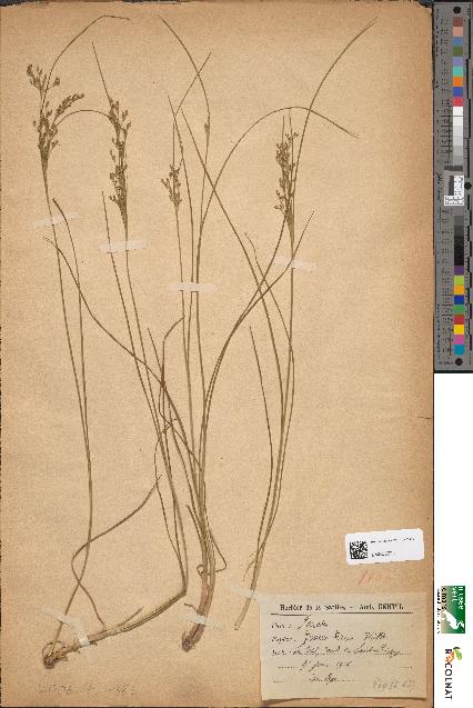 spécimen de Juncus tenuis