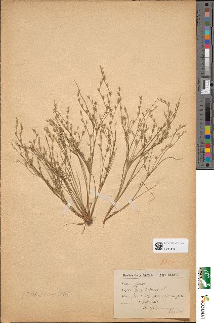 spécimen de Juncus bufonius